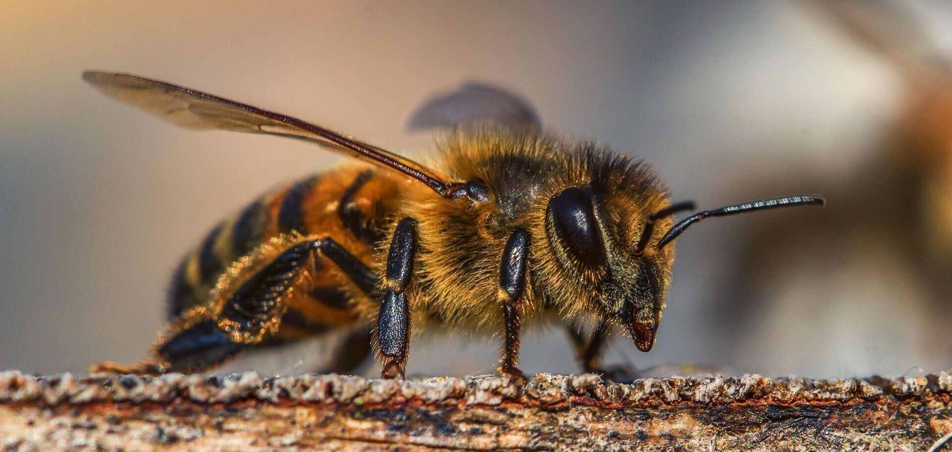 На Рівненщині бджоли до смерті закусали пасічника